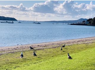 New Zealand Half Moon Bay: Encounter the Ecological Wonderland of Birdsong