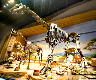Paleozoological Museum of China * Ceiling-topped area perfect for families with children