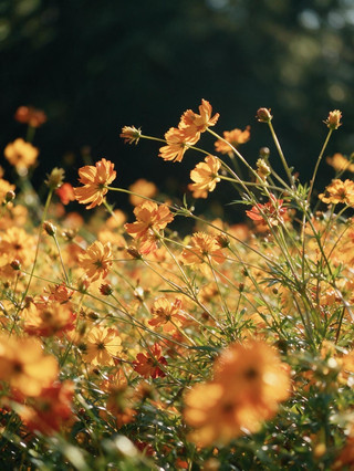 Yellow cosmos in full bloom at Beihai | My soul has already flown to the park