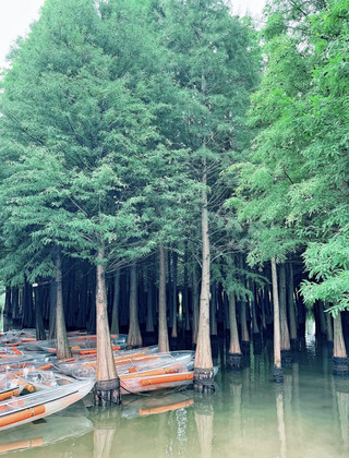 Kunming family travel | Bring the geography textbook to life at Dianchi Lake wetlands: learn the water cycle in person