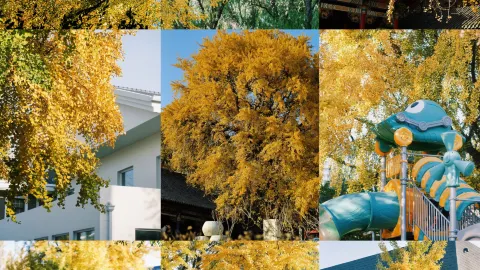 幾天後的大連是這樣的（附打卡位置攻略） — traveler post in 大連