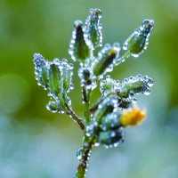 หนาวนี้ที่เขียงใหม่ หนาวสะใจที่ดอยอ่างขาง