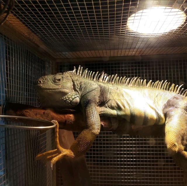 新竹昆蟲館
