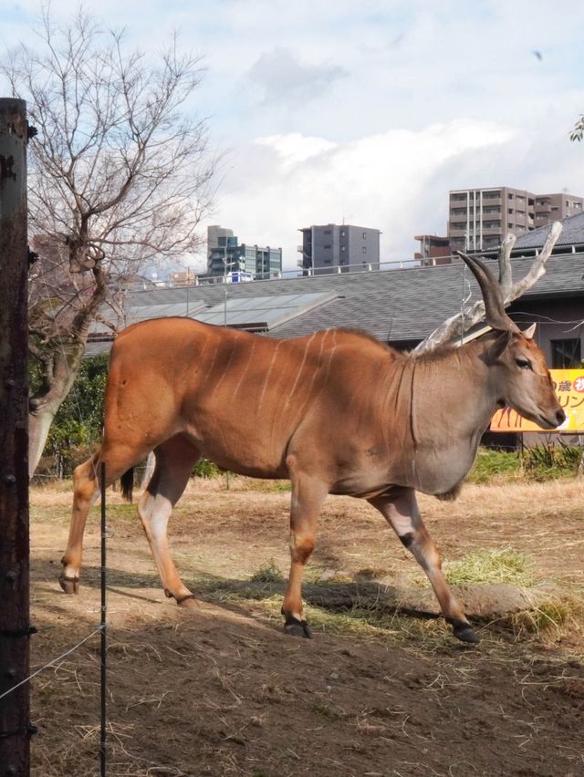 【建在市中心的古老動物園三大之一】