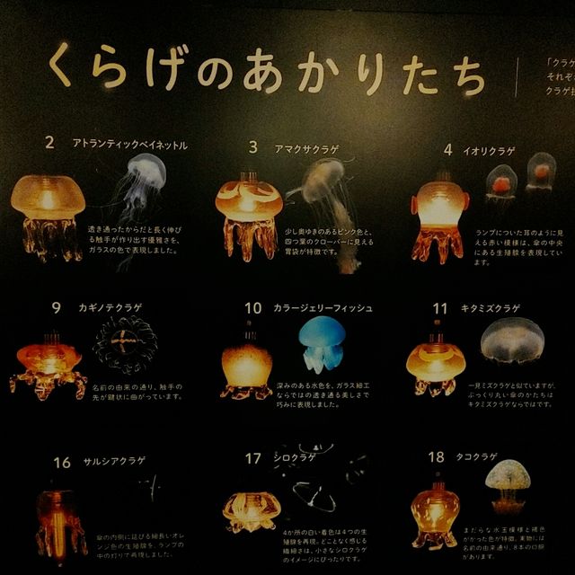京都水族館新展示エリア！クラゲワンダー
