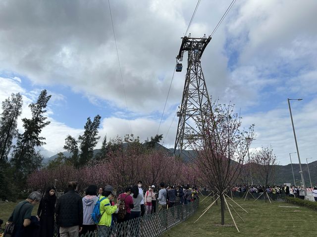 本地遊 | 東涌 | 捉緊櫻花園廣州櫻的尾巴