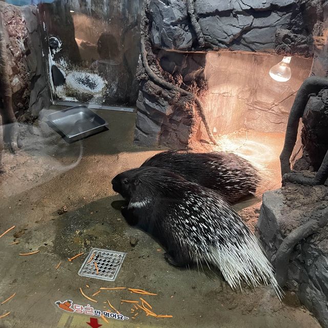 서울근교 아이와 가볼만한곳 아쿠아리움과 동물원이 한곳에😆