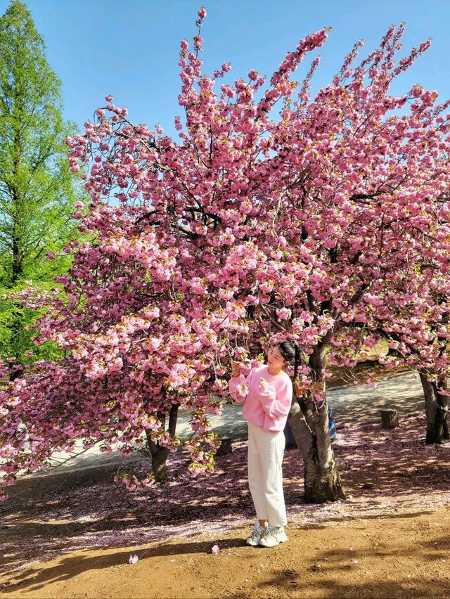 경주 불국사 겹벚꽃🌸엔딩은 이제 시작🩷