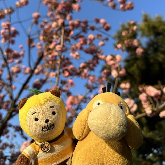 釜山遲來的櫻花樹🌸