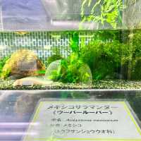熱川バナナワニ園の動物たち
