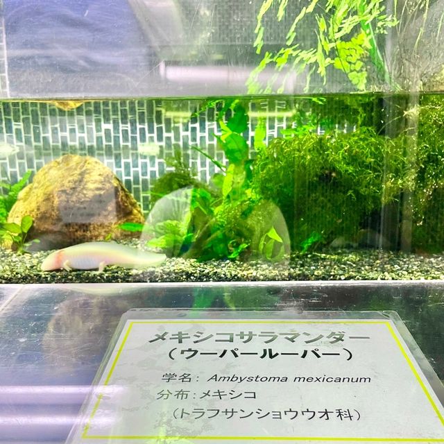熱川バナナワニ園の動物たち