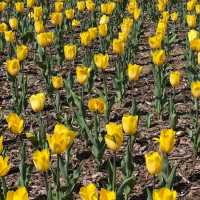 부산 도심에서 즐기는 알록달록 튤립 🌷