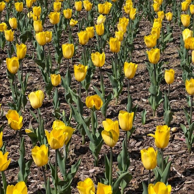 부산 도심에서 즐기는 알록달록 튤립 🌷