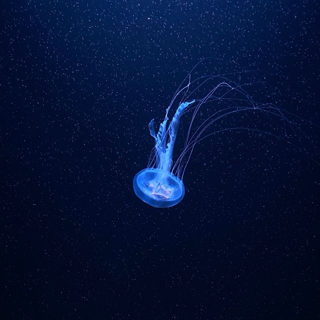 แวะชมตู้แมงกระพรุนหลากสีที่ Underwater World 🌊