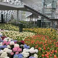 🌷ดอกทิวลิปบานที่ระยอง 🌷