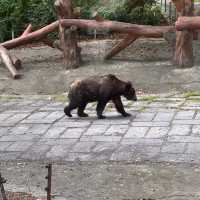 深圳野生動物園🐈‍⬛🐈‍⬛