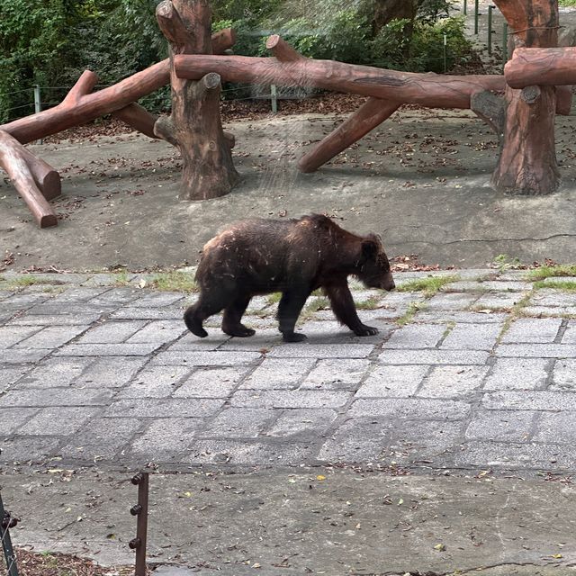 深圳野生動物園🐈‍⬛🐈‍⬛