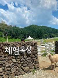 서울근교 가평 양떼목장!