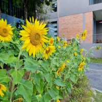 รีวิว โรงแรม Flora Creek เชียงใหม่