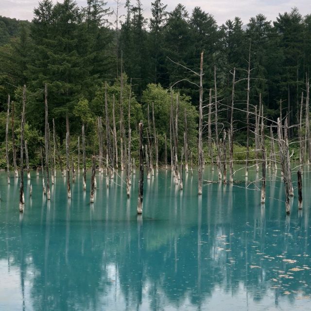 新興景點：北角道 青池