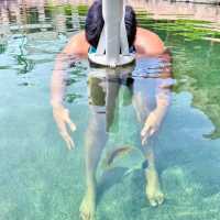 swim reef สระว่ายน้ำปะการังที่ใหญ่ที่สุดในอาเซียน