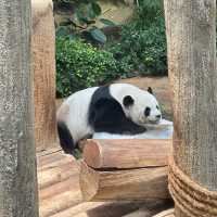 Unique and cutie sleeping posture of Panda! 