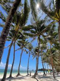 Leaning Coconut Tree