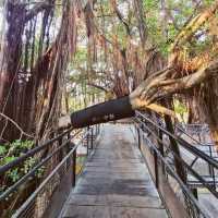 Mysterious Tree House in Tainan