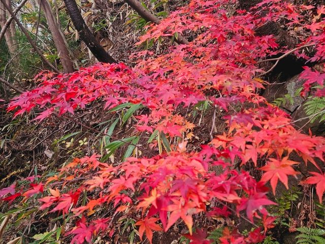 The foliage at Hananuki Gorge