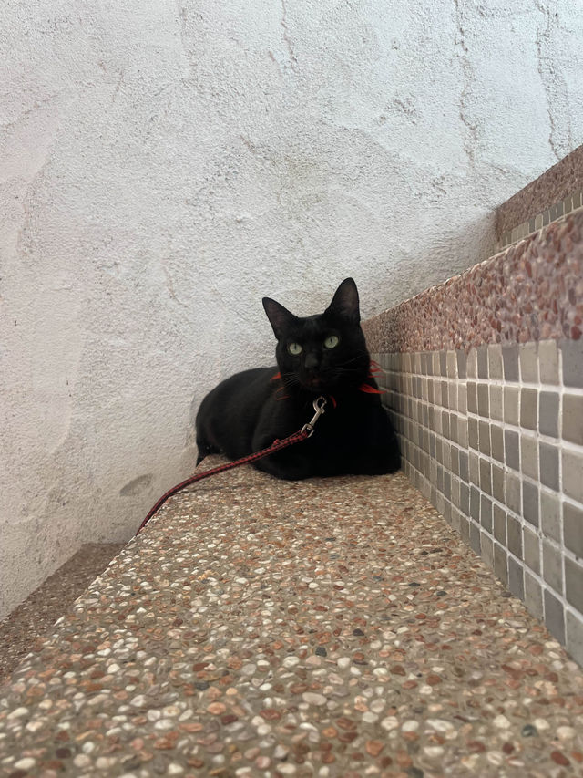 【台灣台中】貓門🐱彩虹眷村旁邊嘅餐廳