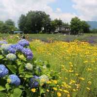ทะเลสาบคาวากูชิโกะ (Lake Kawaguchiko)​