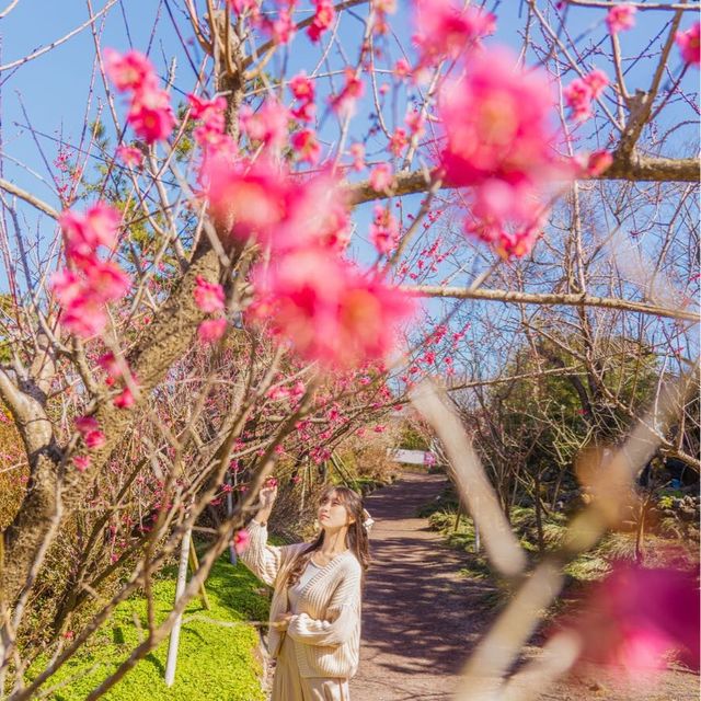 🌸봄이 가득 피어난 곳 [제주, 휴애리]🌼
