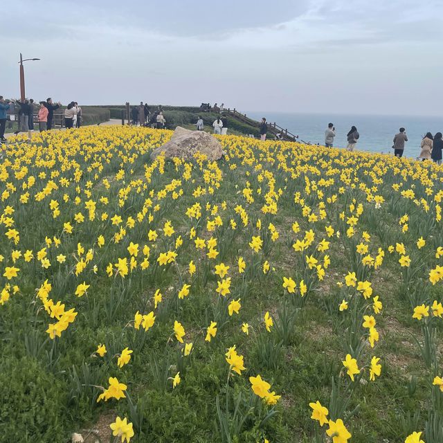 부산에서 수선화를 마음껏 볼 수 있는 오륙도 해맞이공원