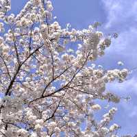 🌸보라매공원 벚꽃터널🌸