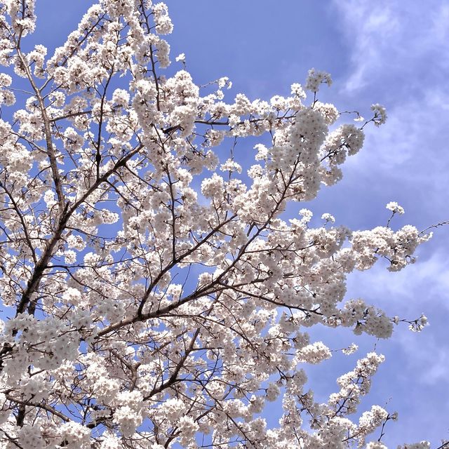 🌸보라매공원 벚꽃터널🌸