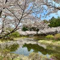 나주 벚꽃이 예쁘게 만발한 동신대학교 미래학사🌸🌸