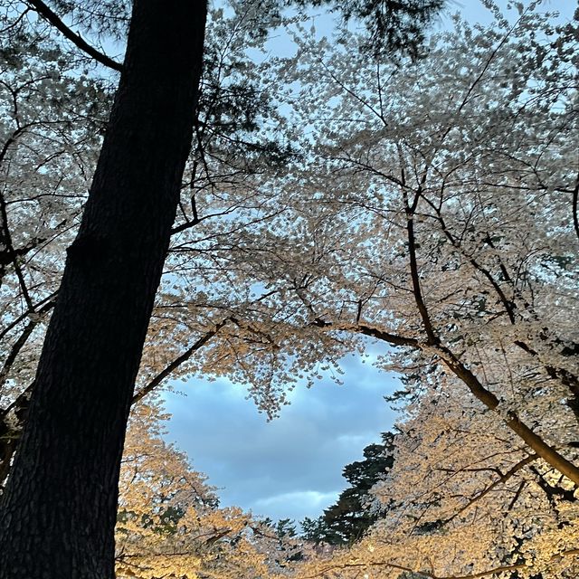 2023.4.20 弘前賞櫻