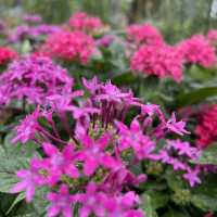🪻🌺🌸🌷花花世界天水圍公園