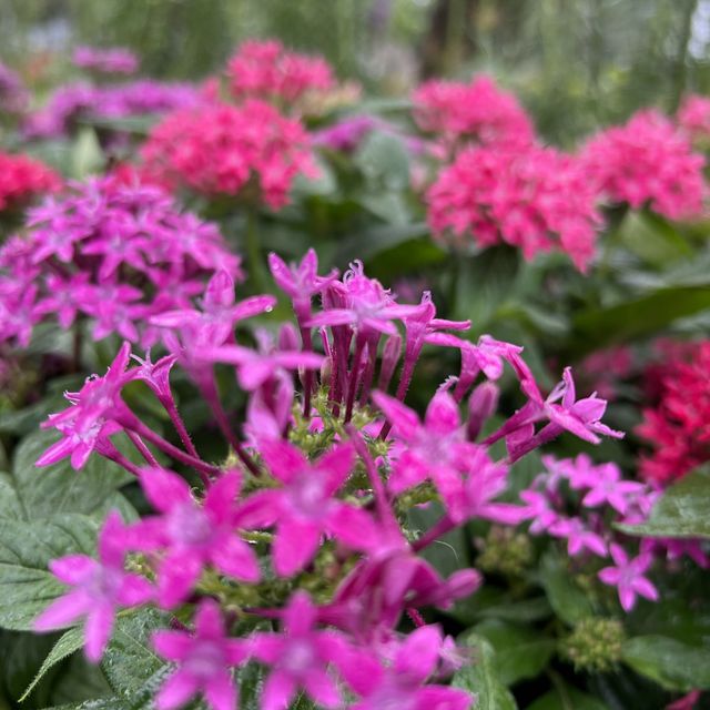 🪻🌺🌸🌷花花世界天水圍公園 🪻🌺🌸🌷花花世界天水圍公園