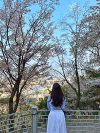 스물다섯 스물하나 촬영지에서 벚꽃 구경 🌸