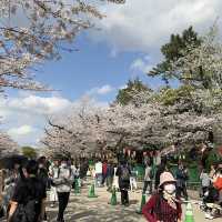 東京超大熱鬧賞櫻🌸地