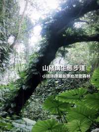 小琉球隱藏的原始森林🌳《山豬溝》