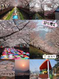 首爾出發😚鎮海市一日旅遊🥹3-4月必去賞櫻☺️