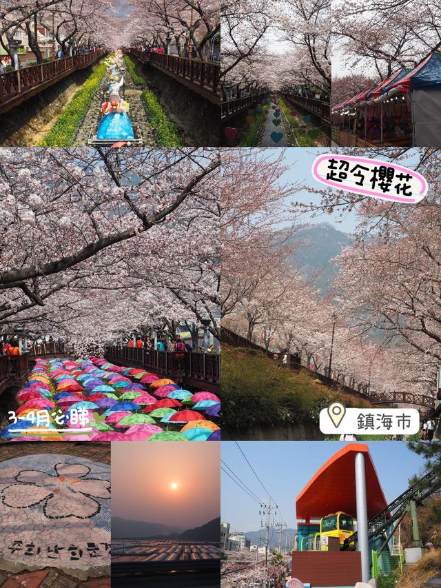 首爾出發😚鎮海市一日旅遊🥹3-4月必去賞櫻☺️