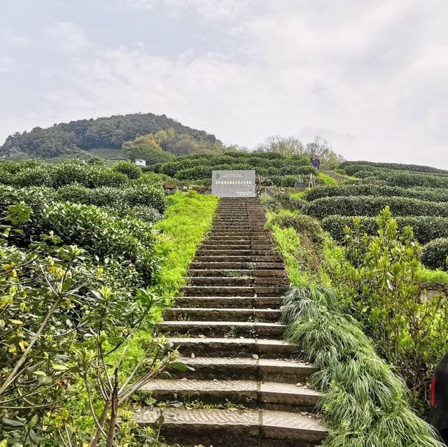 Understand tea culture at Longjing village 