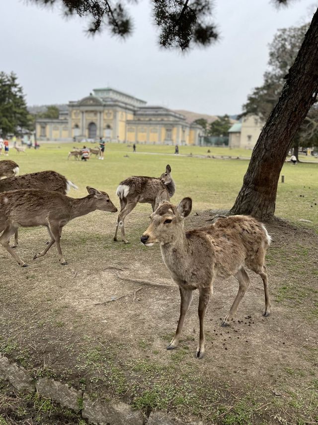 나라에 가면~ 사슴도 있고~🦌