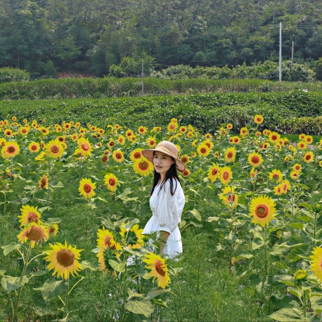 7월부터 10월까지 해바라기를 볼 수 있는 태안 카페!
