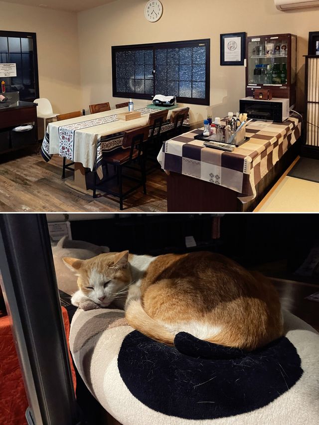日本 | 由布院 住進一家有溫度的貓貓民宿🐈