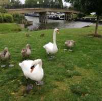A Memorable Journey to Ely, UK: Exploring History, Spirituality, and Culinary Delights