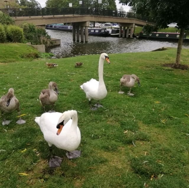 A Memorable Journey to Ely, UK: Exploring History, Spirituality, and Culinary Delights